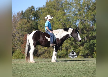 Tinker, Caballo castrado, 6 años, 142 cm, Tobiano-todas las-capas