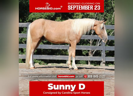 Tinker Mestizo, Caballo castrado, 6 años, 145 cm, Palomino