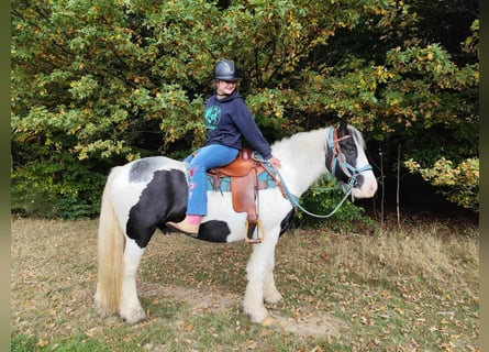Tinker, Caballo castrado, 6 años, 150 cm, Pío