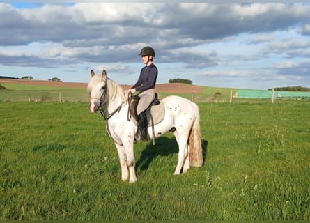 Tinker, Caballo castrado, 6 años, 150 cm, Tordo