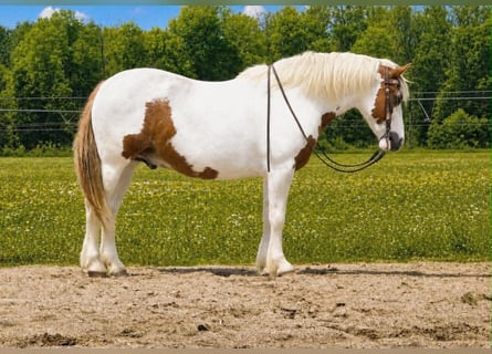 Tinker, Caballo castrado, 6 años, 157 cm, Pío