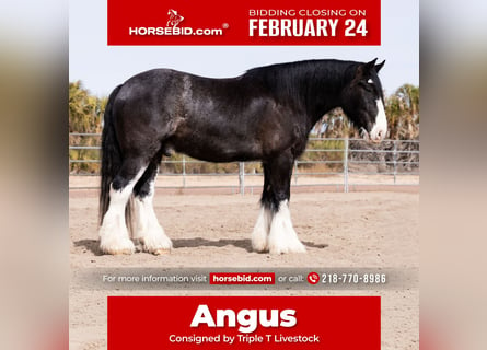 Tinker Mestizo, Caballo castrado, 6 años, 170 cm, Ruano azulado