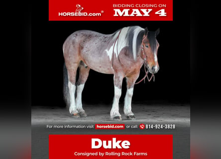 Tinker Mestizo, Caballo castrado, 6 años, Pío