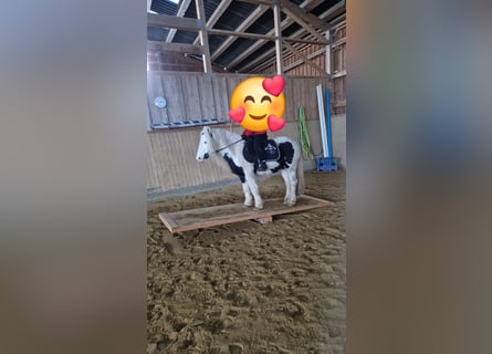 Tinker, Caballo castrado, 7 años, 125 cm, Pío