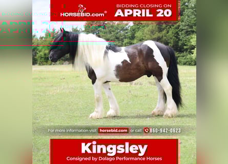 Tinker, Caballo castrado, 7 años, 152 cm, Pío