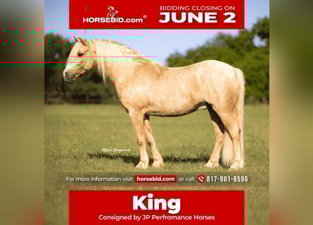 Tinker Mestizo, Caballo castrado, 8 años, 132 cm, Palomino