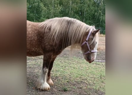Tinker, Caballo castrado, 8 años, 145 cm, Palomino