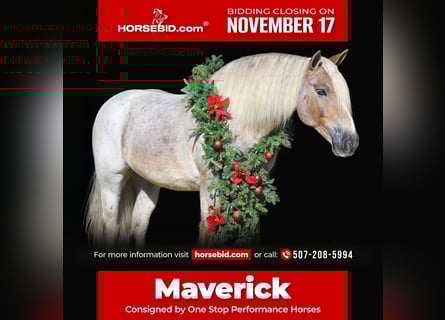 Tinker Mestizo, Caballo castrado, 8 años, 147 cm, Ruano alazán