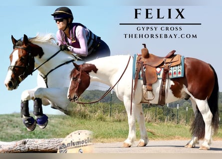 Tinker, Caballo castrado, 8 años, 152 cm, Castaño rojizo