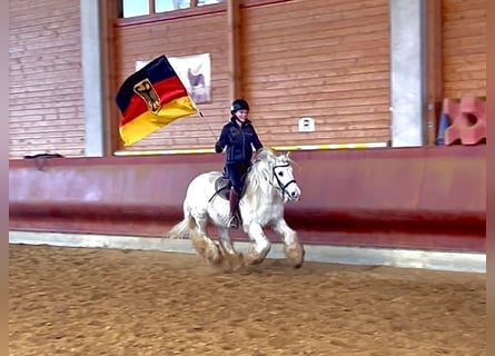 Tinker, Caballo castrado, 9 años, 135 cm, Pío