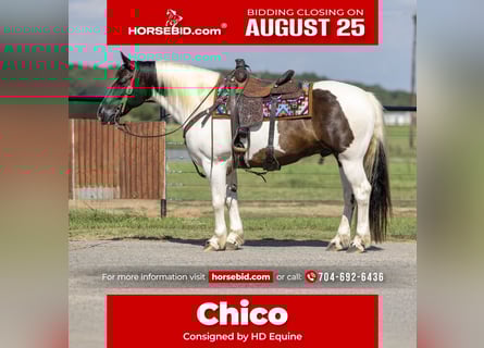 Tinker Mestizo, Caballo castrado, 9 años, 147 cm