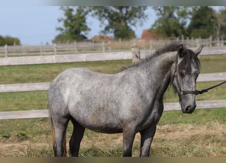 Tinker, Étalon, 5 Ans, 121 cm, Peut devenir gris