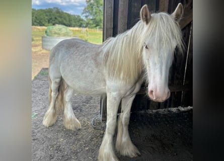 Tinker, Hengst, 1 Jaar, 140 cm, Sabino