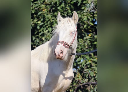 Tinker, Hengst, 1 Jaar, 150 cm, Cremello
