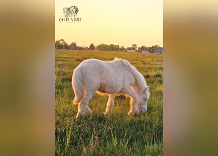 Tinker, Hengst, 1 Jaar, Cremello