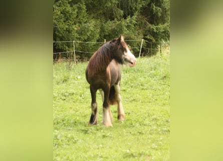 Tinker, Hengst, 1 Jahr, 115 cm, Sabino