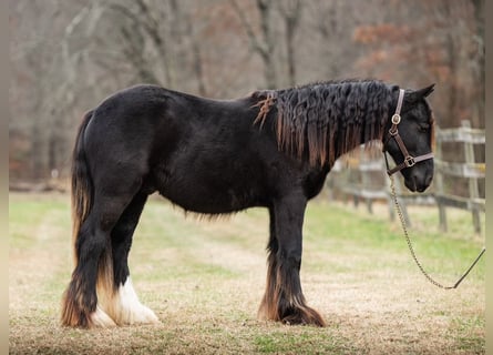 Tinker, Hengst, 1 Jahr, 132 cm, Rappe