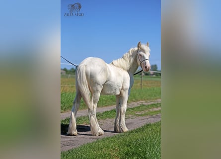 Tinker, Hengst, 1 Jahr, 150 cm, Cremello