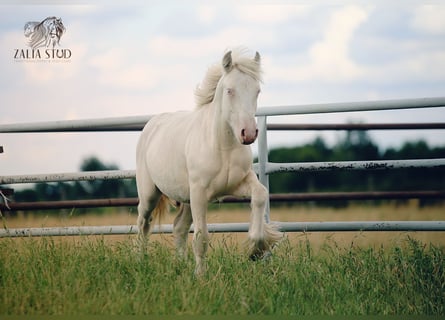 Tinker, Hengst, 1 Jahr, 150 cm, Cremello