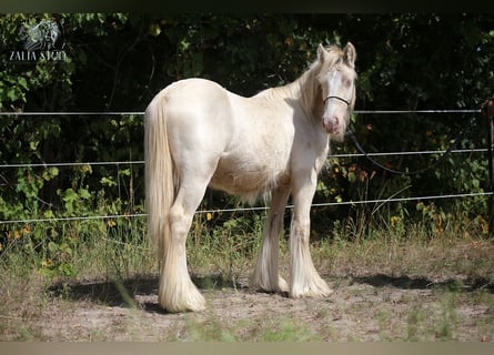 Tinker, Hengst, 2 Jaar, Cremello