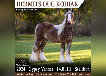 Tinker, Hengst, 2 Jahre, 147 cm, Rotbrauner