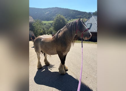 Tinker, Hengst, 3 Jahre, 153 cm, Buckskin