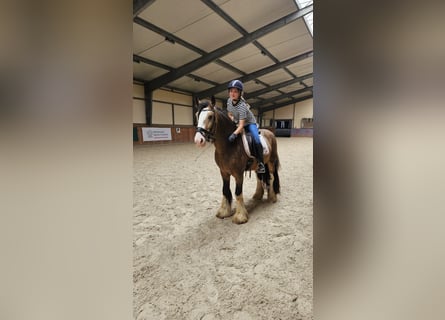 Tinker, Hengst, 4 Jaar, 148 cm, Buckskin