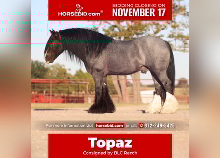 Tinker, Hengst, 6 Jahre, 150 cm, Roan-Blue