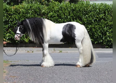 Tinker, Hengst, 9 Jahre, 150 cm, Schecke
