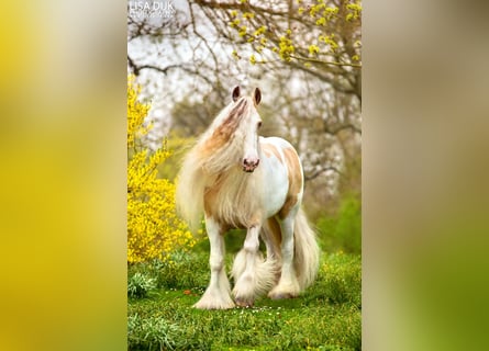 Tinker, Hengst, 14 Jaar, 158 cm, Falbe