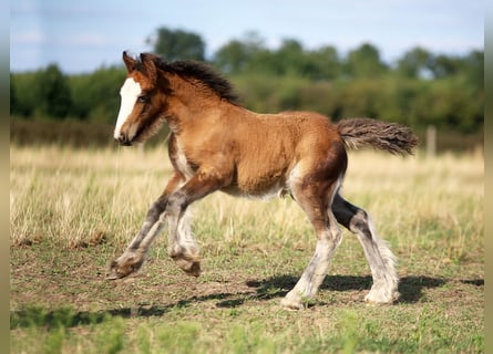Tinker, Hengst, Veulen (06/2026), 140 cm, Roodbruin
