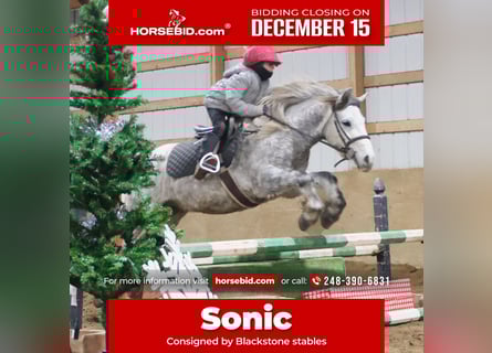 Tinker, Hongre, 3 Ans, 127 cm, Gris