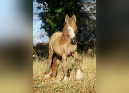 Tinker, Hongre, 3 Ans, 130 cm, Perle