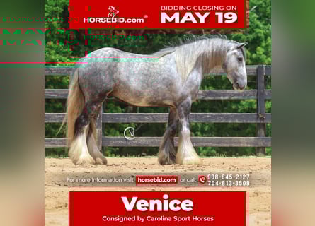Tinker, Hongre, 3 Ans, 150 cm, Gris