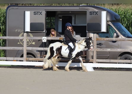 Tinker, Hongre, 4 Ans, 120 cm, Pinto