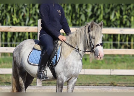 Tinker, Hongre, 4 Ans, 123 cm, Rouan bleu
