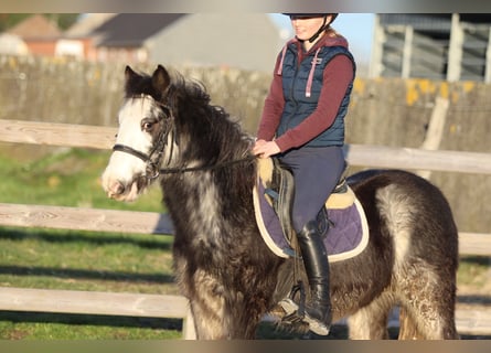 Tinker, Hongre, 4 Ans, 128 cm, Dunalino