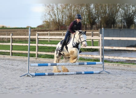 Tinker, Hongre, 4 Ans, 132 cm, Pinto