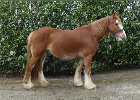 Tinker, Hongre, 4 Ans, 135 cm, Alezan