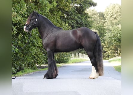 Tinker, Hongre, 4 Ans, 146 cm, Noir