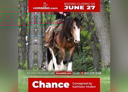 Tinker, Hongre, 4 Ans, 150 cm, Buckskin