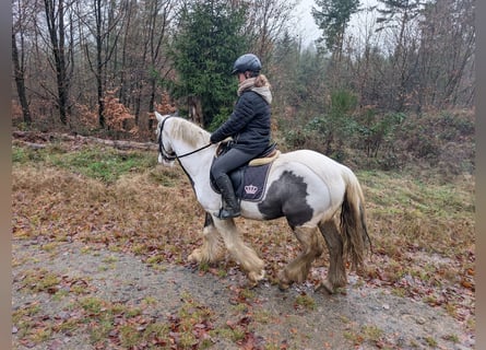 Tinker, Hongre, 4 Ans, 152 cm, Pinto