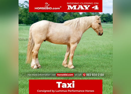 Tinker Croisé, Hongre, 4 Ans, Palomino