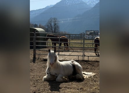 Tinker, Hongre, 5 Ans, 120 cm, Tobiano-toutes couleurs