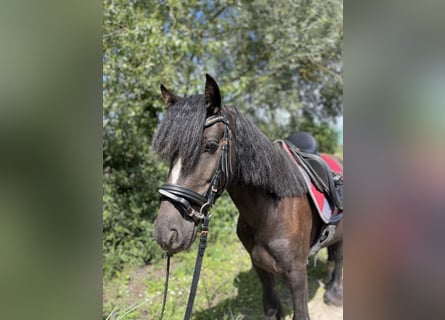 Tinker, Hongre, 5 Ans, 135 cm, Noir