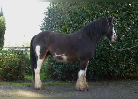 Tinker, Hongre, 5 Ans, 137 cm, Pinto