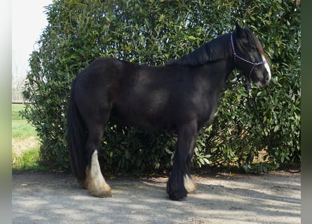 Tinker, Hongre, 5 Ans, 146 cm, Noir