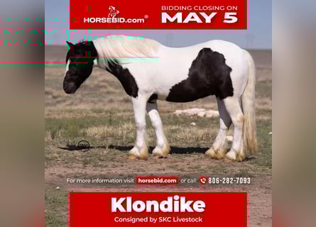 Tinker, Hongre, 6 Ans, 147 cm