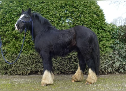 Tinker, Hongre, 7 Ans, 134 cm, Noir