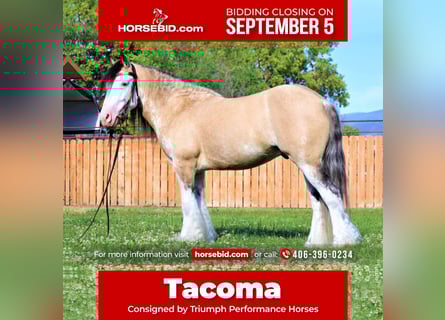 Tinker, Hongre, 7 Ans, 137 cm, Buckskin